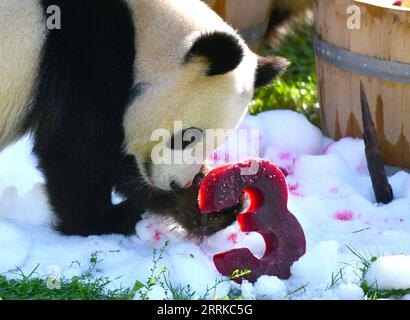 220901 -- BERLIN, 1 septembre 2022 -- le panda géant Meng Yuan est vu au zoo de Berlin à Berlin, capitale de l'Allemagne, le 31 août 2022. Une paire de pandas géants a fêté mercredi leur troisième anniversaire au zoo de Berlin. Ce sont les premiers ours blancs et noirs nés dans le pays. ALLEMAGNE-BERLIN-GÉANT PANDA JUMEAUX-TROISIÈME ANNIVERSAIRE RENXPENGFEI PUBLICATIONXNOTXINXCHN Banque D'Images