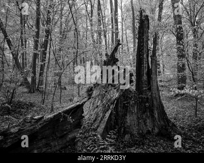 Forêt, forêt naturelle, forêt caduque, bois de lac, humide, ail sauvage, bois mort, réserve naturelle, NSG, bel endroit, nature, sauvage, désordonné, printemps, verdure printanière Banque D'Images