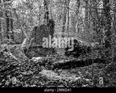 Forêt, forêt naturelle, forêt caduque, bois de lac, humide, ail sauvage, bois mort, réserve naturelle, NSG, bel endroit, nature, sauvage, désordonné, printemps, verdure printanière Banque D'Images