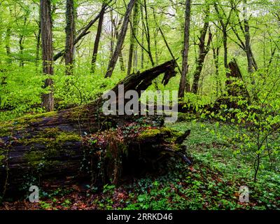 Forêt, forêt naturelle, forêt caduque, bois de lac, humide, ail sauvage, bois mort, réserve naturelle, NSG, bel endroit, nature, sauvage, désordonné, printemps, verdure printanière Banque D'Images