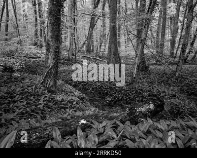 Forêt, forêt naturelle, forêt caduque, bois de lac, humide, ail sauvage, bois mort, réserve naturelle, NSG, bel endroit, nature, sauvage, désordonné, printemps, verdure printanière Banque D'Images