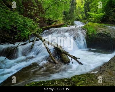 Dans l'Eistobel près de Maierhöfen dans le Allgäu. Banque D'Images