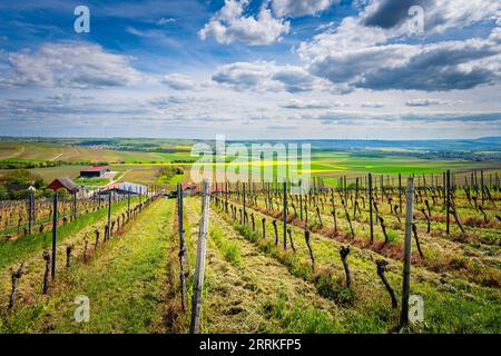 Hofgut Donnersberg dans le paysage vallonné près de Vendersheim en Rheinhessen, la rue Rheinhessen La route de pèlerinage de James passe ici Banque D'Images