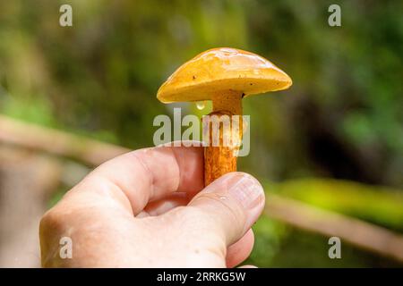 Bolète bovin ou boletus de mélèze jaune doré, Suillus grevillei. Banque D'Images