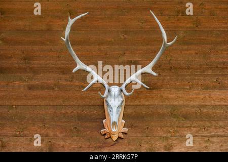 Autriche, Tyrol, Zillertal, bois de cerf sur une cabane en bois. Banque D'Images