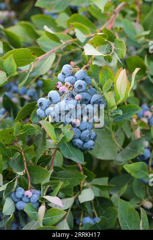Bouquet de bleuets cultivés sur buisson dans le champ agricole avec des feuilles Banque D'Images