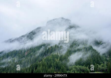 Autriche, Tyrol, Zillertal, forêt nuageuse de conifères dans la vallée de Hintertux. Banque D'Images