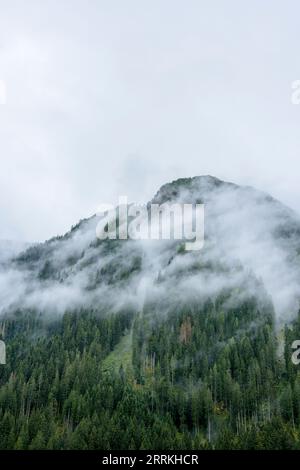 Autriche, Tyrol, Zillertal, forêt nuageuse de conifères dans la vallée de Hintertux. Banque D'Images