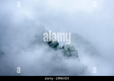 Autriche, Tyrol, Zillertal, forêt nuageuse de conifères dans la vallée de Hintertux. Banque D'Images