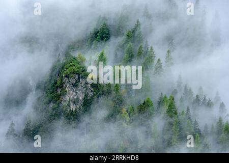 Autriche, Tyrol, Zillertal, forêt nuageuse de conifères dans la vallée de Hintertux. Banque D'Images