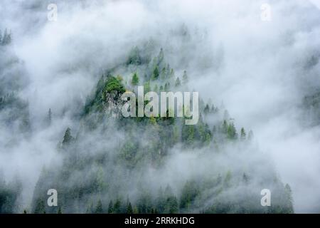 Autriche, Tyrol, Zillertal, forêt nuageuse de conifères dans la vallée de Hintertux. Banque D'Images