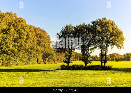 Trois chênes colorés d'automne (Quercus) en rangée sur une prairie, lisière de forêt d'automne en arrière-plan Banque D'Images