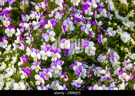 Tapis de fleurs colorées de culottes de couleur blanche et rose (Viola) Banque D'Images