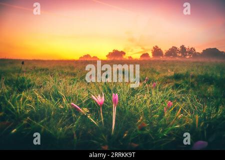 Paysage tourné à Taunus, belle nature au lever du soleil, forêt et prairies en Hesse, Allemagne Banque D'Images