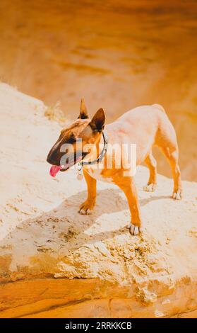 Un mignon taureau terrier au gingembre se dresse au sommet d'une haute colline sablonneuse par une journée d'été ensoleillée. Compagnie, aventure et beauté de la nature. Banque D'Images