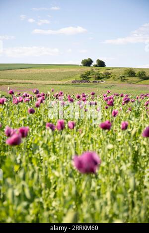 Champ de fleurs de coquelicot rose, belles fleurs au soleil Banque D'Images