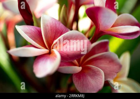 Une belle fleur rose frangipanier ou plumeria Banque D'Images