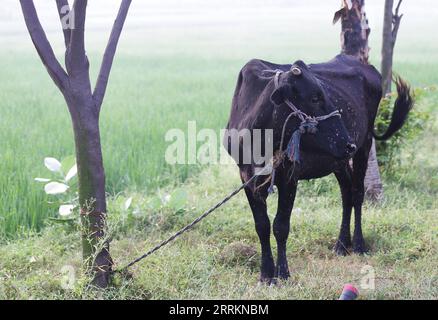 220915 -- AMRITSAR, 15 septembre 2022 -- une photo prise le 14 septembre 2022 montre une vache souffrant d'une maladie de la peau grumeleuse dans un village du Punjab, en Inde. Plus de 57 000 bovins sont morts en Inde au cours des quatre derniers mois et demi en raison de la maladie de la peau grumeleuse LSD, qui continue de se propager dans ce pays d'Asie du Sud. Les zones touchées comprennent la région de la capitale, Delhi, et les États de Haryana, Punjab, Gujarat, Rajasthan, Uttar Pradesh et Andhra Pradesh. Str/Xinhua INDE-PUNJAB-MALADIE DE LA PEAU GRUMELEUSE JavedxDar PUBLICATIONxNOTxINxCHN Banque D'Images