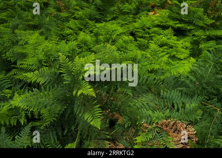 La fougère aigle (Pteridium aquilinum) couvre le sol forestier du Parc naturel de la Forêt du Palatinat, Réserve de biosphère de la Forêt du Palatinat-Nord-Vosges, Allemagne, Rhénanie-Palatinat Banque D'Images