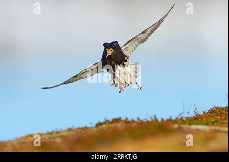 Ruff (Philomachus pugnax) en vol, Norvège (Philomachus pugnax) Banque D'Images