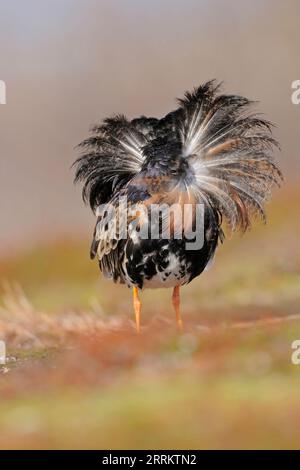 Volants dans le plumage d'accouplement, volants, par derrière, péninsule de Varanger, Norvège (Philomachus pugnax) Banque D'Images