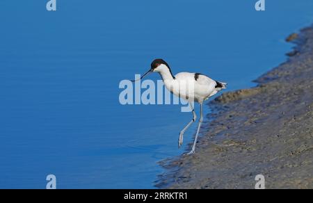 Pied avocat (Recurvirostra avosetta), plumage adulte, Cape Town, Afrique du Sud, Afrique Banque D'Images