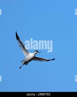 Pied Avocet (Recurvirostra avosetta), en vol au-dessus de la zone humide de Bot River, Overberg, Afrique du Sud Banque D'Images