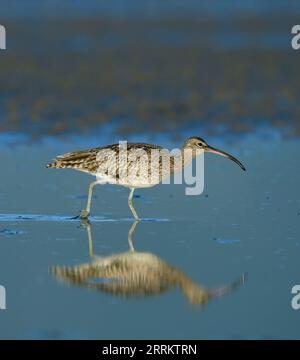 Whimbrel commun (Numenius phaeopus), zones humides de la rivière Bot, Overberg, Afrique du Sud, Afrique Banque D'Images