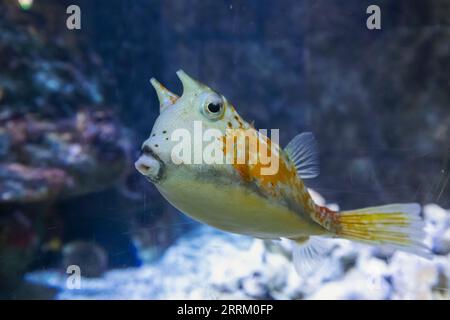 Angleterre, Sussex, East Sussex, Hastings, Hastings Aquarium, Longhorn Cowfish Banque D'Images