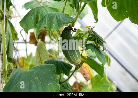 Un concombre aux feuilles vertes pousse dans une serre. Cottage, jardin, culture de légumes. Banque D'Images