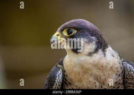 Faucon pèlerin (Falco peregrinus) perché vigilant, affichant un plumage frappant et des caractéristiques puissantes à la lumière naturelle du jour. Banque D'Images