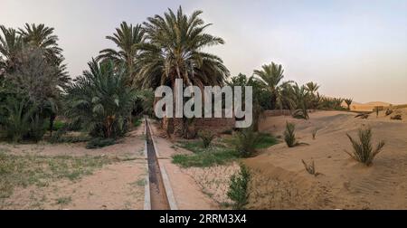 Promenade dans le jardin Igrane près de Merzouga, une oasis agricole typique avec de petits canaux, le Maroc Banque D'Images