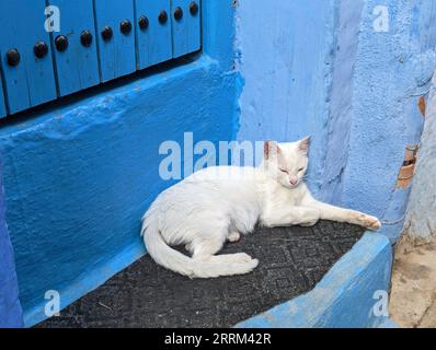 Chat blanc dormant à l'escalier d'une maison bleue typique à Chefchaouen, Maroc Banque D'Images