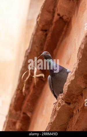 Un pigeon tenant une branche d'olive sèche dans son bec, photo prise au Maroc Banque D'Images