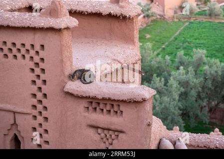 Maisons en argile historiques pittoresques dans l'ancienne ville de l'UNESCO d'ait Ben Haddou au Maroc Banque D'Images
