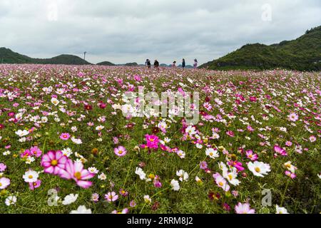 221007 -- GUIYANG, le 7 octobre 2022 -- des touristes visitent un champ de fleurs dans une base agricole complète dans le canton de Qiantao du district de Huaxi, Guiyang, province du Guizhou, dans le sud-ouest de la Chine, le 6 octobre 2022. De grands efforts ont été faits ces dernières années pour développer le tourisme agricole dans le district de Huaxi de Guiyang. Dans le cadre de la campagne de vitalisation rurale, les autorités ont travaillé à améliorer les infrastructures pour le tourisme rural tout en encourageant les industries ayant des caractéristiques locales. CHINE-GUIZHOU-GUIYANG-CULTURE DE FLEURS-TOURISME CN YANGXWENBIN PUBLICATIONXNOTXINXCHN Banque D'Images