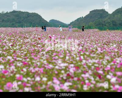 221007 -- GUIYANG, le 7 octobre 2022 -- des touristes visitent un champ de fleurs dans une base agricole complète dans le canton de Qiantao du district de Huaxi, Guiyang, province du Guizhou, dans le sud-ouest de la Chine, le 6 octobre 2022. De grands efforts ont été faits ces dernières années pour développer le tourisme agricole dans le district de Huaxi de Guiyang. Dans le cadre de la campagne de vitalisation rurale, les autorités ont travaillé à améliorer les infrastructures pour le tourisme rural tout en encourageant les industries ayant des caractéristiques locales. CHINE-GUIZHOU-GUIYANG-CULTURE DE FLEURS-TOURISME CN YANGXWENBIN PUBLICATIONXNOTXINXCHN Banque D'Images