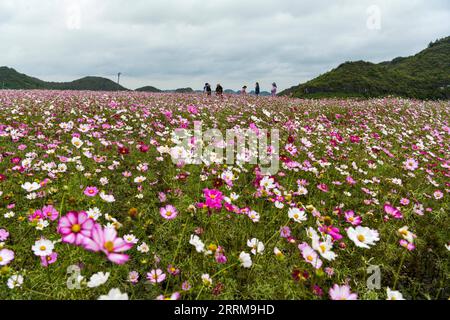 221007 -- GUIYANG, le 7 octobre 2022 -- des touristes visitent un champ de fleurs dans une base agricole complète dans le canton de Qiantao du district de Huaxi, Guiyang, province du Guizhou, dans le sud-ouest de la Chine, le 6 octobre 2022. De grands efforts ont été faits ces dernières années pour développer le tourisme agricole dans le district de Huaxi de Guiyang. Dans le cadre de la campagne de vitalisation rurale, les autorités ont travaillé à améliorer les infrastructures pour le tourisme rural tout en encourageant les industries ayant des caractéristiques locales. CHINE-GUIZHOU-GUIYANG-CULTURE DE FLEURS-TOURISME CN YANGXWENBIN PUBLICATIONXNOTXINXCHN Banque D'Images