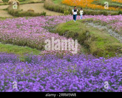 221007 -- GUIYANG, le 7 octobre 2022 -- des touristes visitent un champ de fleurs dans une base agricole complète dans le canton de Qiantao du district de Huaxi, Guiyang, province du Guizhou, dans le sud-ouest de la Chine, le 6 octobre 2022. De grands efforts ont été faits ces dernières années pour développer le tourisme agricole dans le district de Huaxi de Guiyang. Dans le cadre de la campagne de vitalisation rurale, les autorités ont travaillé à améliorer les infrastructures pour le tourisme rural tout en encourageant les industries ayant des caractéristiques locales. CHINE-GUIZHOU-GUIYANG-CULTURE DE FLEURS-TOURISME CN YANGXWENBIN PUBLICATIONXNOTXINXCHN Banque D'Images