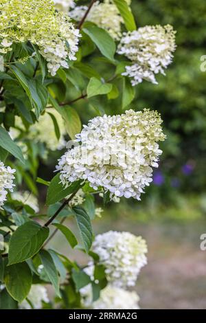 Panicule florale hortensia 'Grandiflora' (Hydrangea paniculata) dans le jardin Banque D'Images