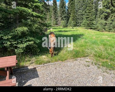 Pâturage des wapitis au camping Whistler dans le parc national Jasper près de Jasoer, Canada. Banque D'Images