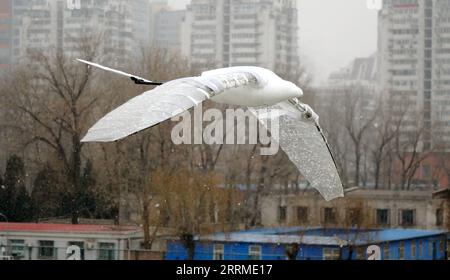 China, Beijing University Hat Guinness-Rekord für längste Flugdauer eines Ornithopters aufgestellt 221023 -- BEIJING, 23 octobre 2022 -- cette photo prise le 21 janvier 2022 montre le vol d'un ornithopter développé par Beihang University. Une équipe de recherche universitaire chinoise a établi un record Guinness pour la plus longue durée de vol d'un ornithoptère, un avion sans pilote qui vole en battant ses ailes mécaniques. Construit par des chercheurs et des étudiants de l'Université de Beihang, l'engin ressemblant à des oiseaux a volé en continu pendant 1 heure 30 minutes et 4,98 secondes. POUR ALLER AVEC l'université chinoise définit Guinness RE Banque D'Images