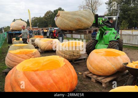 221024 -- KASTERLEE, le 24 octobre 2022 -- un membre du personnel transporte des bateaux à citrouilles dans le village de Lichtaart de Kasterlee, Belgique, le 23 octobre 2022. La 13e édition de la régate de citrouilles est une compétition de kayak en Belgique, attirant les participants à s’asseoir et à concourir dans de grandes citrouilles creuses. Selon les organisateurs locaux, le poids de chaque citrouille transformée en bateau pouvait atteindre des centaines de kilogrammes. BELGIQUE-KASTERLEE-CITROUILLE REGATTA ZhengxHuansong PUBLICATIONxNOTxINxCHN Banque D'Images