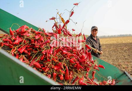 221025 -- TONGLIAO, 25 octobre 2022 -- Un villageois récolte des piments dans les champs du village de Dongfanghong, dans le canton de Dongfeng, comté de Kailu, région autonome de Mongolie intérieure du nord de la Chine, 25 octobre 2022. Chili est entré dans la haute saison de récolte et de vente dans le comté de Kailu. Actuellement, Kailu a environ 600 000 mu environ 40 000 hectares de zone de culture du Chili. CHINE-INTÉRIEUR MONGOLIE-TONGLIAO-CHILI-RÉCOLTE CN LIANXZHEN PUBLICATIONXNOTXINXCHN Banque D'Images