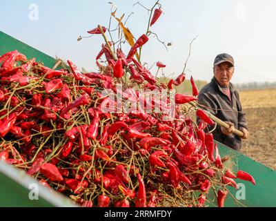 221025 -- TONGLIAO, 25 octobre 2022 -- Un villageois récolte des piments dans les champs du village de Dongfanghong, dans le canton de Dongfeng, comté de Kailu, région autonome de Mongolie intérieure du nord de la Chine, 25 octobre 2022. Chili est entré dans la haute saison de récolte et de vente dans le comté de Kailu. Actuellement, Kailu a environ 600 000 mu environ 40 000 hectares de zone de culture du Chili. CHINE-INTÉRIEUR MONGOLIE-TONGLIAO-CHILI-RÉCOLTE CN LIANXZHEN PUBLICATIONXNOTXINXCHN Banque D'Images