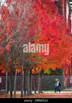221029 -- BERLIN, le 29 octobre 2022 -- des gens marchent dans une rue de Berlin, capitale de l'Allemagne, le 27 octobre 2022. ALLEMAGNE-BERLIN-PAYSAGE D'AUTOMNE RenxPengfei PUBLICATIONxNOTxINxCHN Banque D'Images