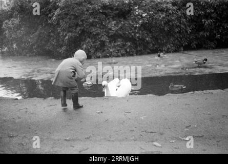 Angleterre. c.1960 – Un jeune garçon portant un pardessus, des bottes wellington et un chapeau de laine tricoté se penche vers l’avant sur le bord d’un étang gelé, nourrissant des canards et un cygne. Banque D'Images