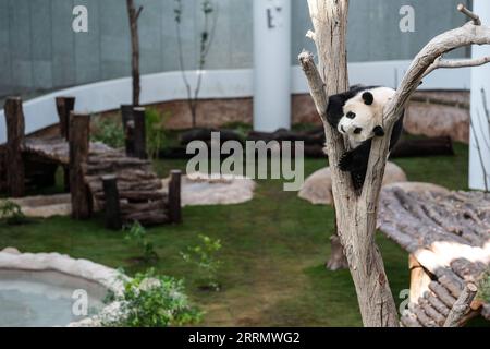 221117 -- DOHA, le 17 novembre 2022 -- le panda géant si Hai est vu à la Maison Panda au parc Al Khor à Doha, Qatar, le 17 novembre 2022. Les deux pandas géants, si Hai, une femme de trois ans, et Jing Jing Jing, un homme de quatre ans, ont fait leur première apparition publique jeudi avant la coupe du monde de la FIFA, Qatar 2022. SPQATAR-DOHA-COUPE DU MONDE-PANDA PanxYulong PUBLICATIONxNOTxINxCHN Banque D'Images