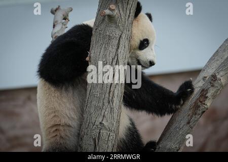 221117 -- DOHA, le 17 novembre 2022 -- le panda géant si Hai est vu à la Maison Panda au parc Al Khor à Doha, Qatar, le 17 novembre 2022. Les deux pandas géants, si Hai, une femme de trois ans, et Jing Jing Jing, un homme de quatre ans, ont fait leur première apparition publique jeudi avant la coupe du monde de la FIFA, Qatar 2022. SPQATAR-DOHA-COUPE DU MONDE-PANDA PanxYulong PUBLICATIONxNOTxINxCHN Banque D'Images