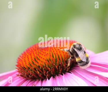Bourdon sur une fleur d'échinacée Banque D'Images